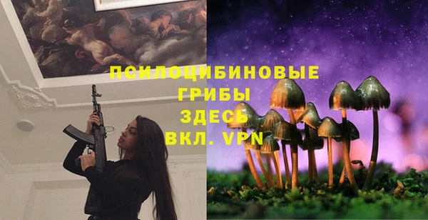 стаф Аркадак